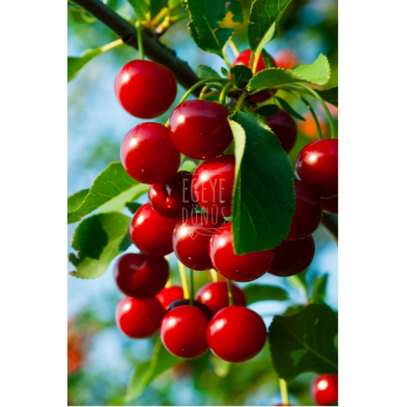 Geleneksel Vişne Reçeli Cam Kavanoz - 450 Gr. (65-70 Meyve Oranı) - 6