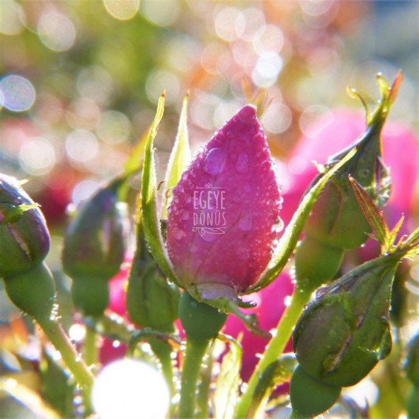 Yeni Mahsül Tomurcuk Gonca Pembe Gül Kurusu (Bitki Çayı) - 25 Gr. 1. Kalite (Yüksek Aroma) - 3