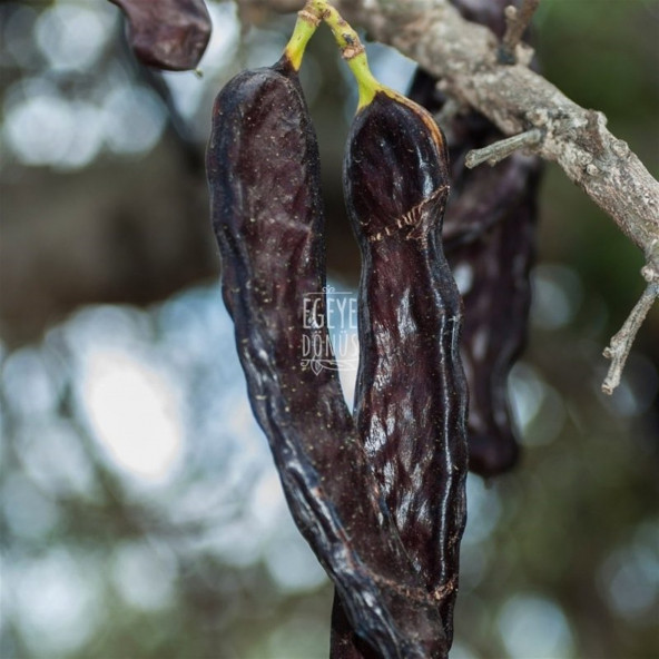 Keçiboynuzu Meyvesi Harnup Kurusu - 250 Gr. (Yeni Mahsül - 1. Sınıf - Tane Keçi Boynuzu Bal) - 7