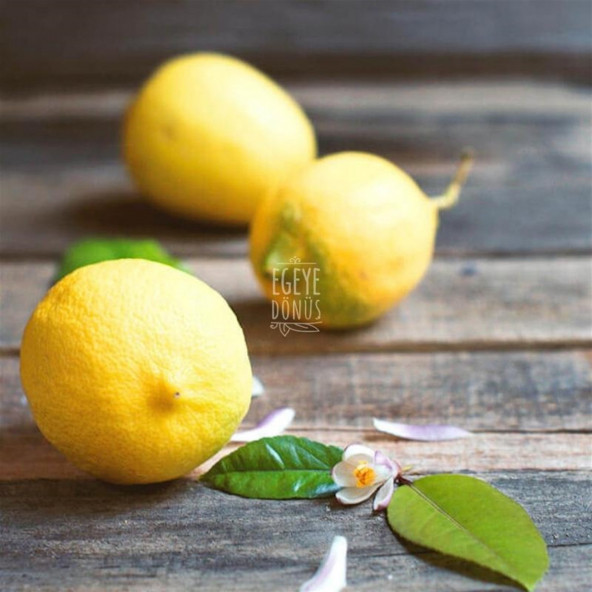 Limon Meyve Kurusu Cipsi - 40 Gr. - Kavanoz Görünümlü Kilitli Poşet - Kilitli Saklama Poşeti - 7