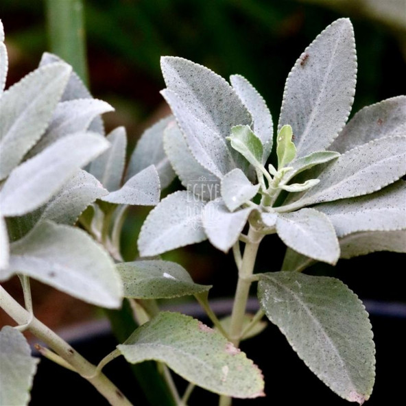 Ayıklanmış Sıyırma Tıbbi Adaçayı (Yaprak) - 30 Gr. 1. Kalite (Bitki Çayı - Yüksek Aroma) - 9