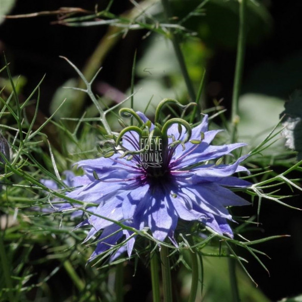 Çörek Otu - (Çörekotu Tohum Baharatı) - 100 Gr. (1. Kalite) - 3