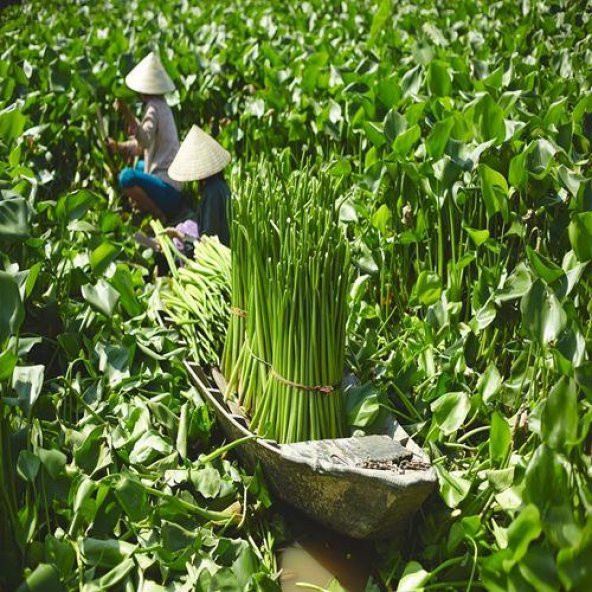 Doğal Sepet, Su Sümbülü MeridyenDukkan 32x34x32 cm Rattan Düzenleme Sepet-Kutu El Örgüsü - Resim 6