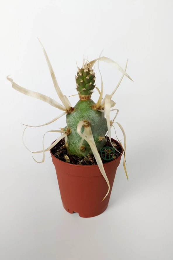 Tephrocactus Articulatus var. Papiracantus Kağıt Omurga Kaktüsü Özel Tür Nadir Kaktüs 5.5 cm Saksıda