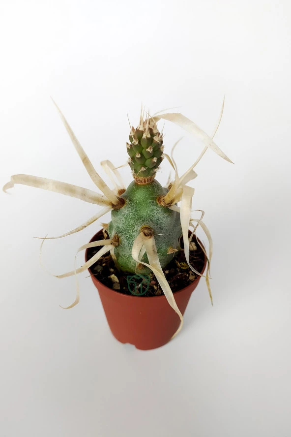Tephrocactus Articulatus var. Papiracantus Kağıt Omurga Kaktüsü Özel Tür Nadir Kaktüs 5.5 cm Saksıda - 2