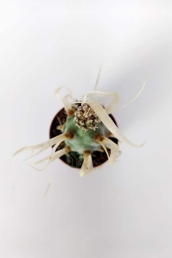 Tephrocactus Articulatus var. Papiracantus Kağıt Omurga Kaktüsü Özel Tür Nadir Kaktüs 5.5 cm Saksıda - 3