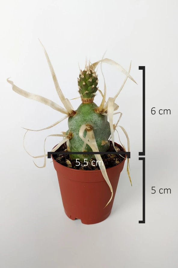 Tephrocactus Articulatus var. Papiracantus Kağıt Omurga Kaktüsü Özel Tür Nadir Kaktüs 5.5 cm Saksıda - 4