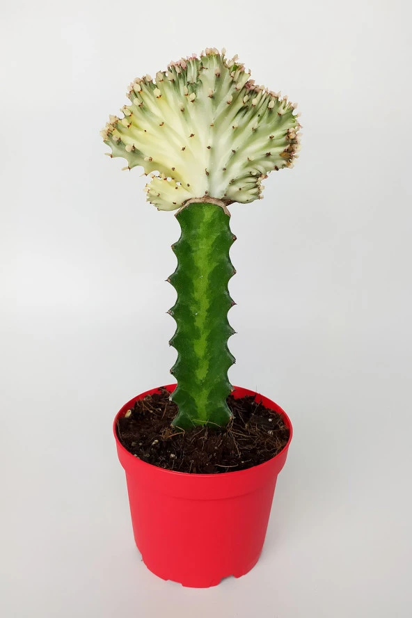 Euphorbia Lactea Cristata, aşılı yelpaze kaktüs, koleksiyon nadir kaktüs beyaz açık yeşil renkte 8.5