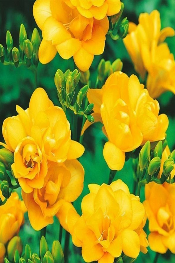 3 Adet Sarı Frezya Çiçeği Soğanı Mis Kokulu Katmerli