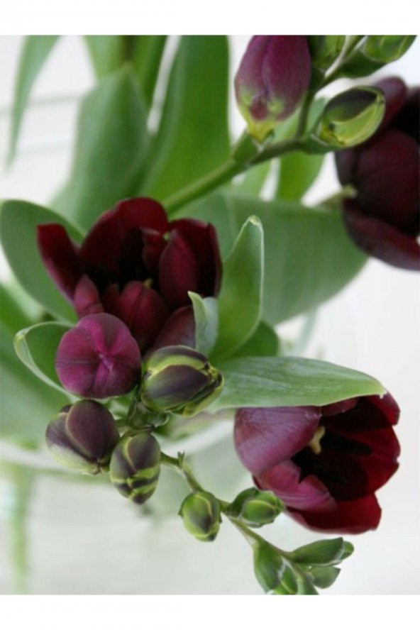 4 Adet Bordo Frezya Çiçeği Soğanı Mis Kokulu Katmerli