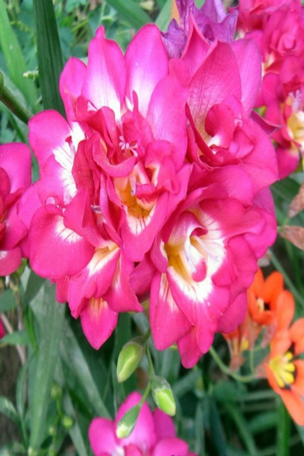 10 Adet Pembe Frezya Çiçeği Soğanı Mis Kokulu Katmerli