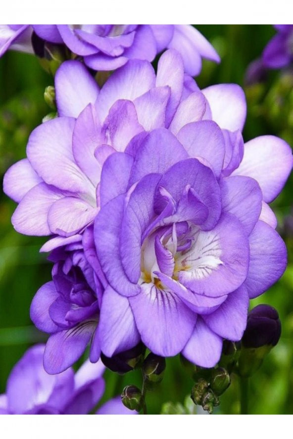 10 Adet Mor Frezya Çiçeği Soğanı Mis Kokulu Katmerli