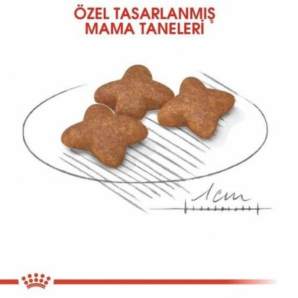 Royal Canin Mini Adult Küçük Irk Yetişkin Köpek Maması 2 Kg - Resim 2