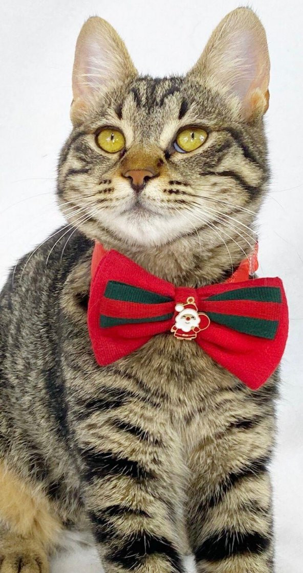 Lux Santa Yılbaşı Kedi Papyonu
