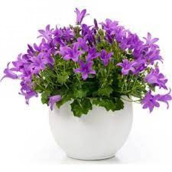 30 Adet Tohum Nadir Çan Kadehi Çiçeği Tohumu Çiçek Tohumu ürün görseli