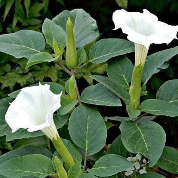 Gece Güzeli Datura Stramonium Beyaz Renk Çiçek Tohumu 1 Paket 15