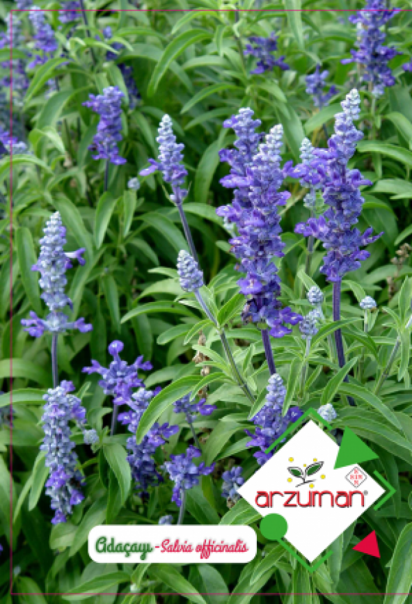 Adaçayı Tohumu Anadolu Adaçayı Tıbbi Adaçayı Tohumu -Adet Seçin 3 Paket 150 Adet Tohum ürün görseli