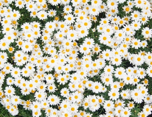 Papatya +150 Tohum - Akgen ürün görseli