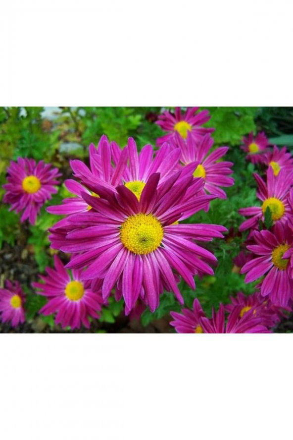 Kraliçe Papatya Çiçeği Tohumu ürün görseli