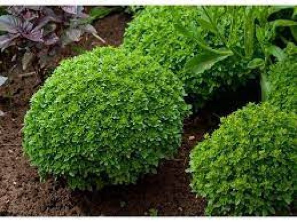 25 Adet Tohum Yeşil Yapraklı Mis Kokulu Fesleğen Çiçeği Tohumu Fe ürün görseli