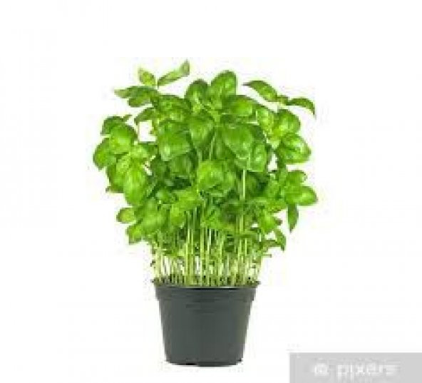 50 Adet Yeşil Fesleğen Çiçeği Tohumu + Saksı Toprak + Tohu ürün görseli