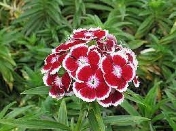 10 Adet Tohum Nadir Çin Karanfili Çiçeği Tohumu Çin Karanfil Çiçe ürün görseli