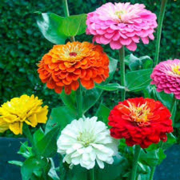 10 Adet Tohum Zinna Çiçeği Tohumu Zinna Tohumlu ürün görseli