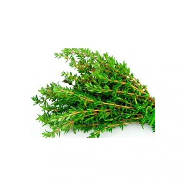 Kekik Tohumu 10 Adet Tohum ürün görseli 1