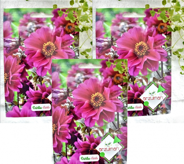 Dahlia Çiçek Tohumu 1 Paket 30 Adet Renkli Çiçek Tohumu N11.5270 ürün görseli