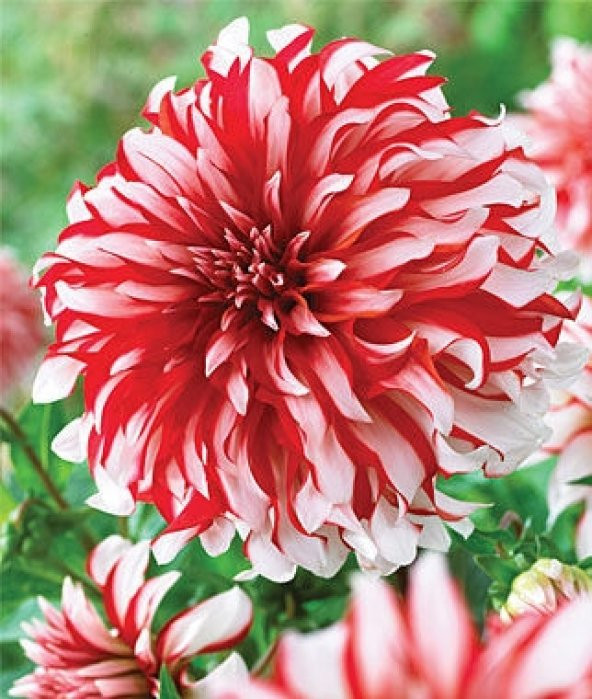 HollandaDan İthal - Yıldız Çiçeği Dehlia Çiçeği Tohumu 25 To ürün görseli 1