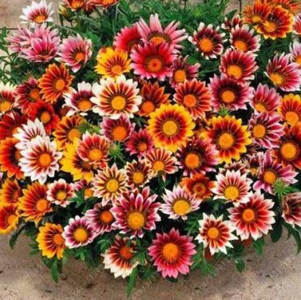 Simagro Çiçek Tohumları Yıldız Çiçeği 30 Adet