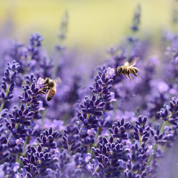 Lavanta Tohumu Pakette 25 Adet Tohum ürün görseli