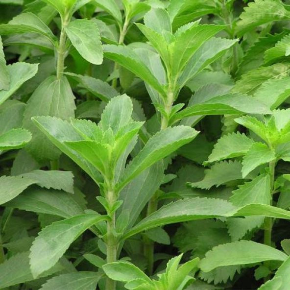 20 Adet Stevia Şeker Otu Tohumu