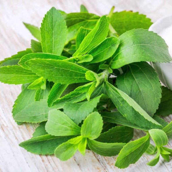 Şeker Otu Stevia Tohumu 40 Tohum
