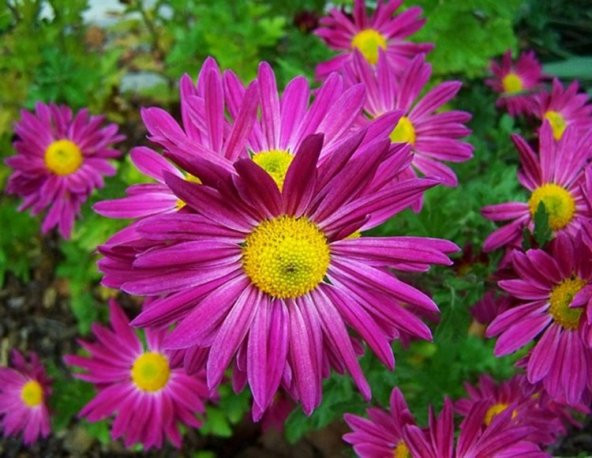 Kraliçe Papatya +40 Tohum - Akgen ürün görseli