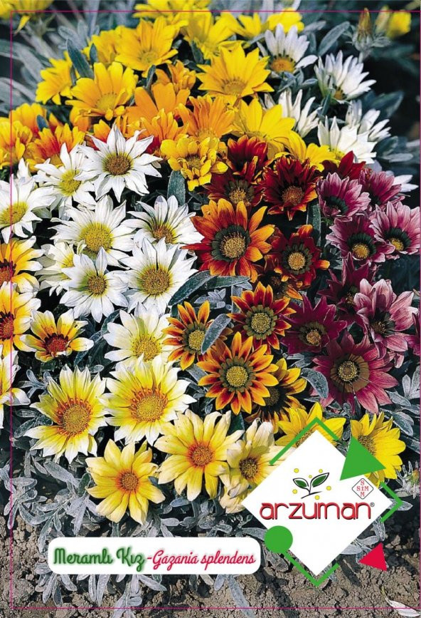 Meramlı Kız Çiçeği Tohumu 20 Adet ürün görseli