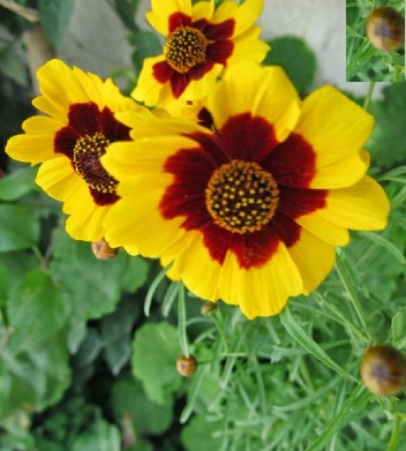 Kız Gözü Çiçeği Tohumu 10+ Tohum N11.7307 ürün görseli 1