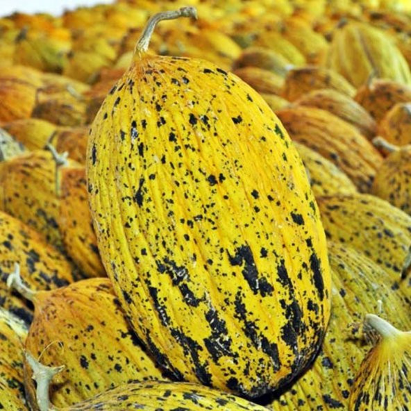 Yöresel Kırkağaç Kavun Tohumu -18 Tohum ürün görseli