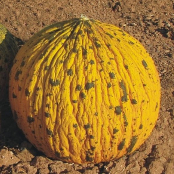 Dalaman Kavun Tohumu 1000+ Tohum ürün görseli