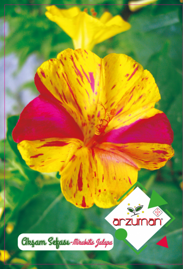 Akşam Sefası Çiçek Tohumu ürün görseli