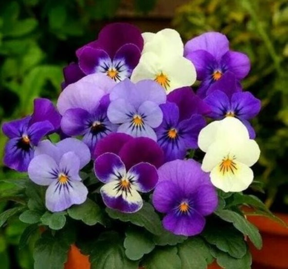 Menekşe Ufak Çiçekli Tohumu ürün görseli