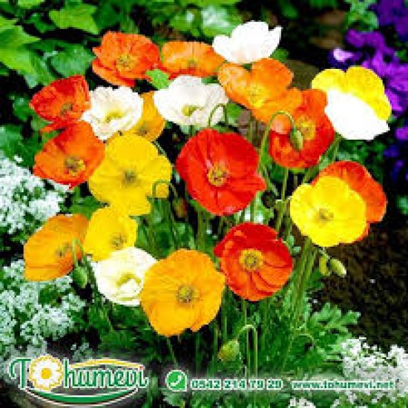 20 Adet Tohum Karışık Acem Lalesi Toumu Çiçek Tohumu Saksı Toprak ürün görseli
