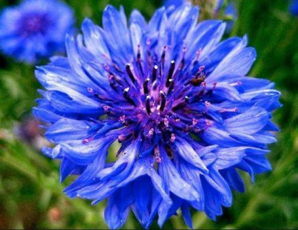 Mavi Katmerli Kantaron Çiçeği Tohumu 20 Tohum