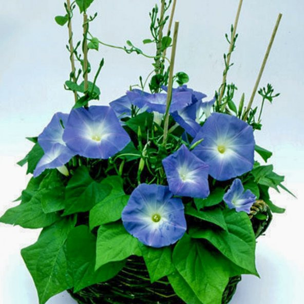 Mavi Blue Sarmaşık Çiçeği Tohumu-30 Tohum ürün görseli