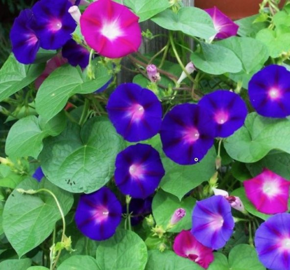 Çiçekli Sarmaşık Tohumu ürün görseli