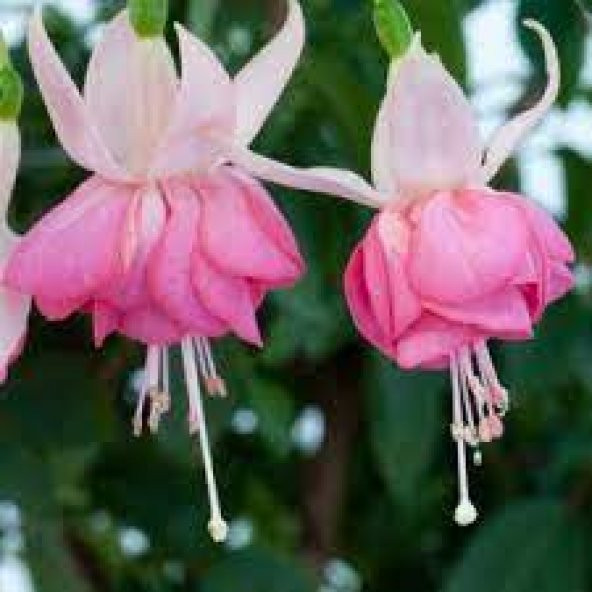 10 Adet Tohum Nadir Pembe Küpeli Çiçek Pembe Küpeli Çiçeği Tohumu