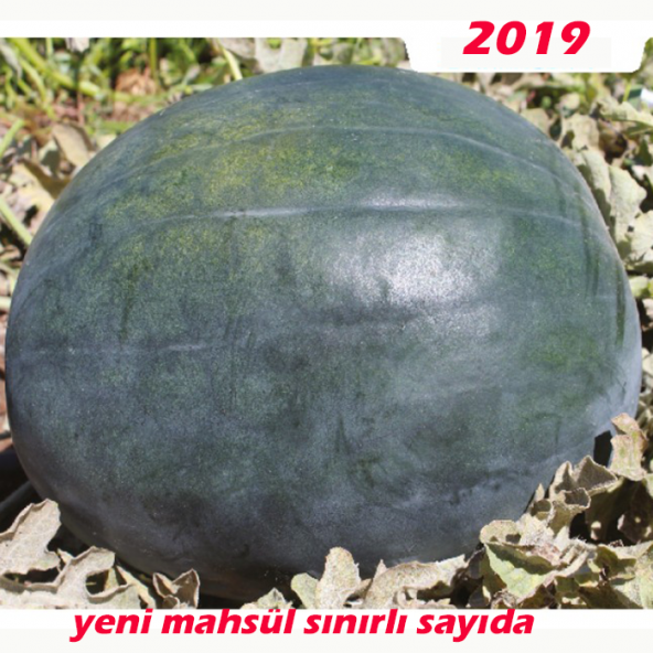 Kara Karpuz Tohumu 25 Adet Doğal