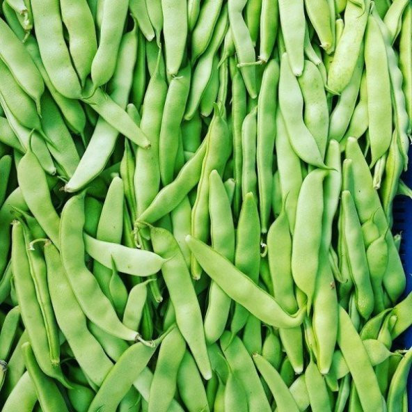 Doğal Ayşe Kadın Sırık Fasulye Tohumu 50 Tohum ürün görseli 1