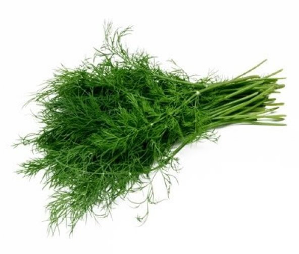 Dereotu Tohumu 500 Tohum+Saksı+Toprak ürün görseli