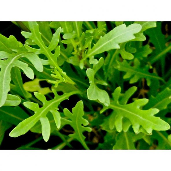 Agrobazaar Roka Tohumu 300+ Tohum ürün görseli